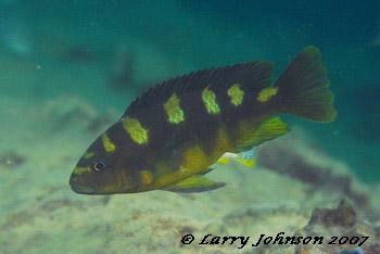 Pseudotropheus crabro 'Malopa'